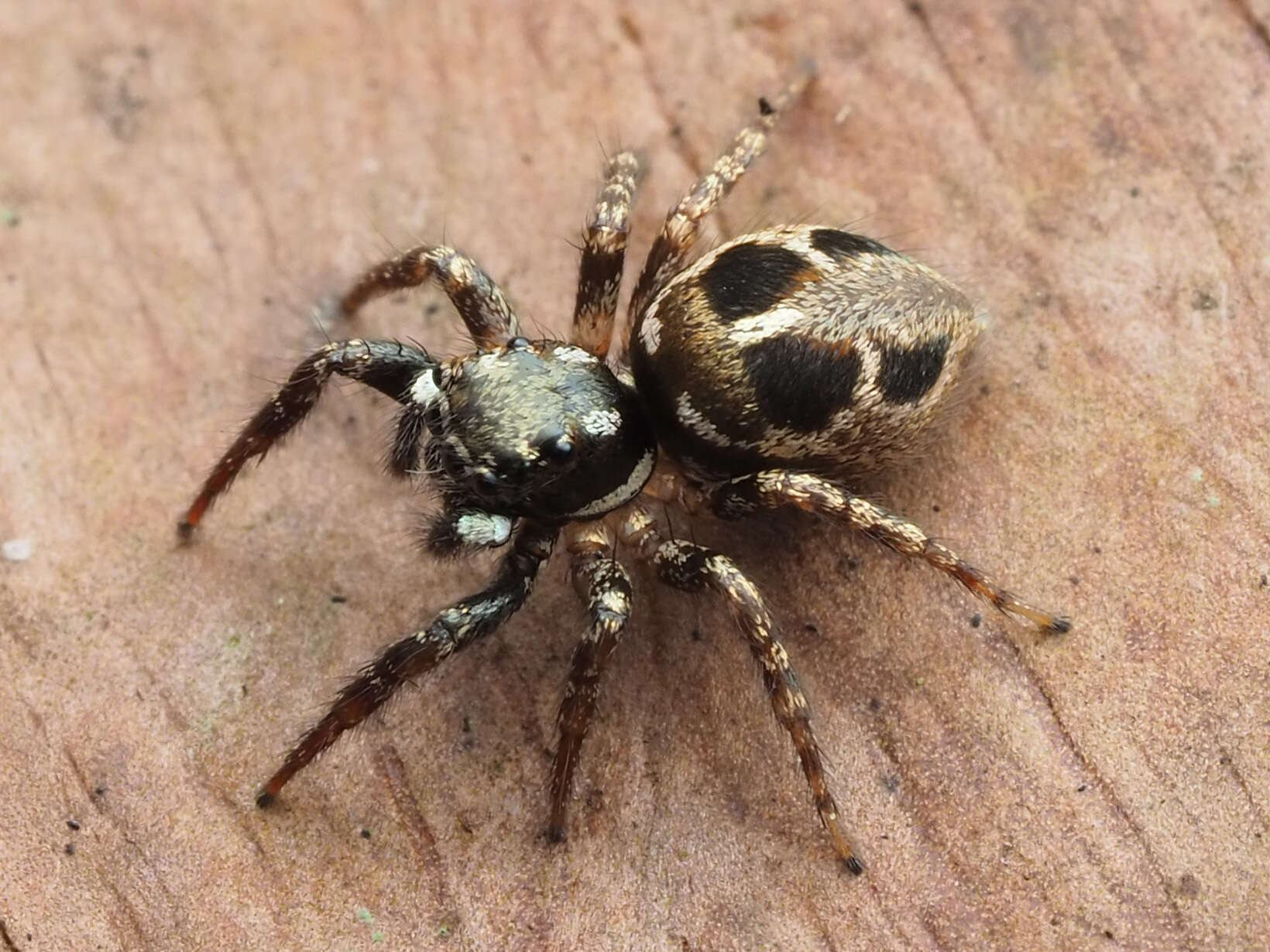 Image of Twinflagged Jumping Spider