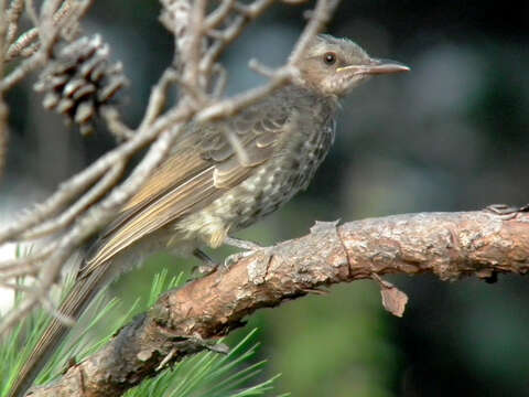 Image of Brown-eared Bulbul