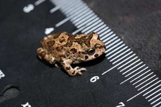 Image of African Dwarf Toad