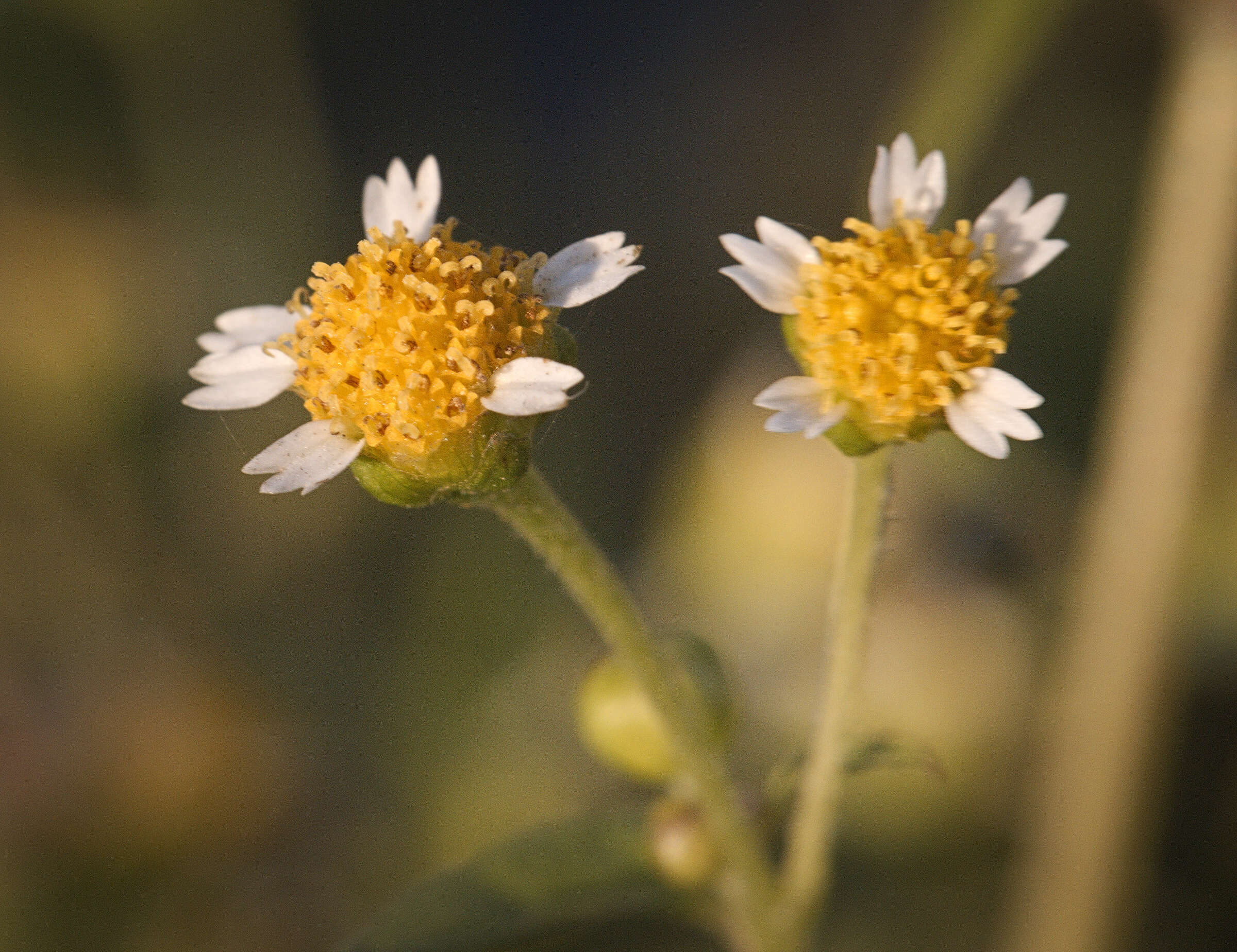 Image of Smooth peruvian daisy