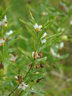 Image of Jerusalem Cherry