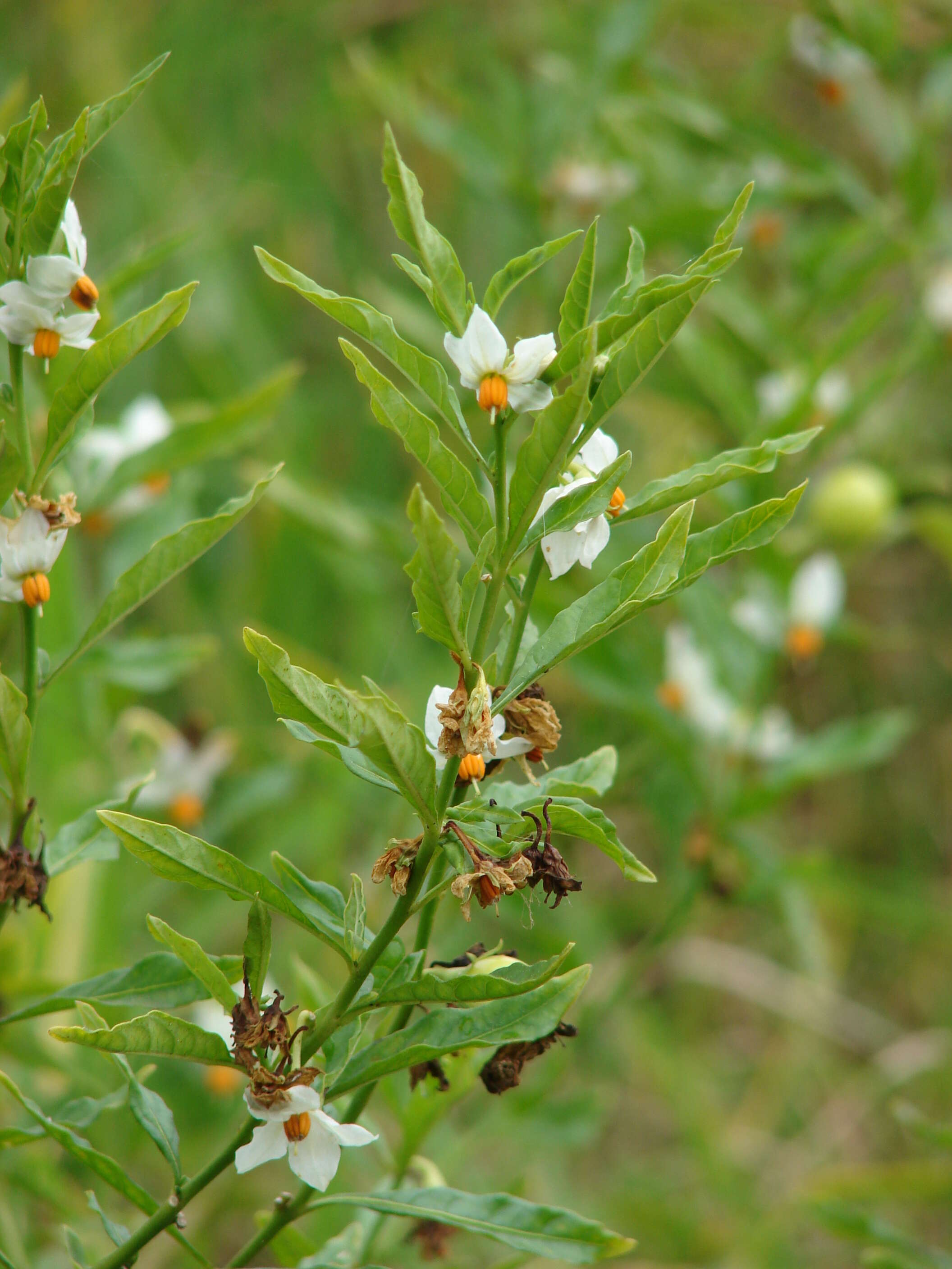 Image of Jerusalem Cherry