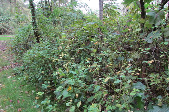 Image of jewelweed