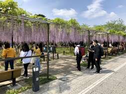 Image of Japanese wisteria