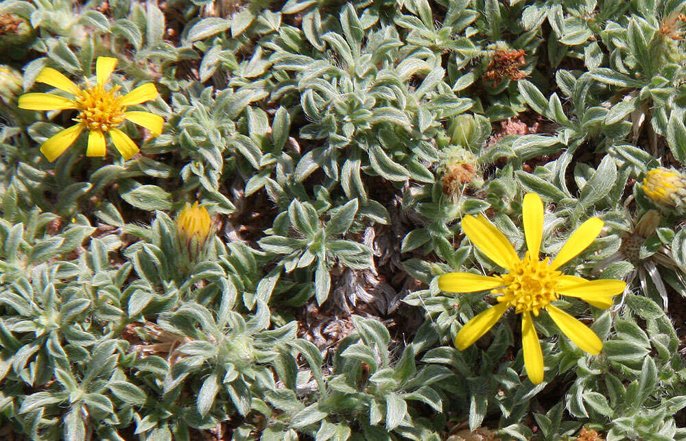 Image of Jones' false goldenaster