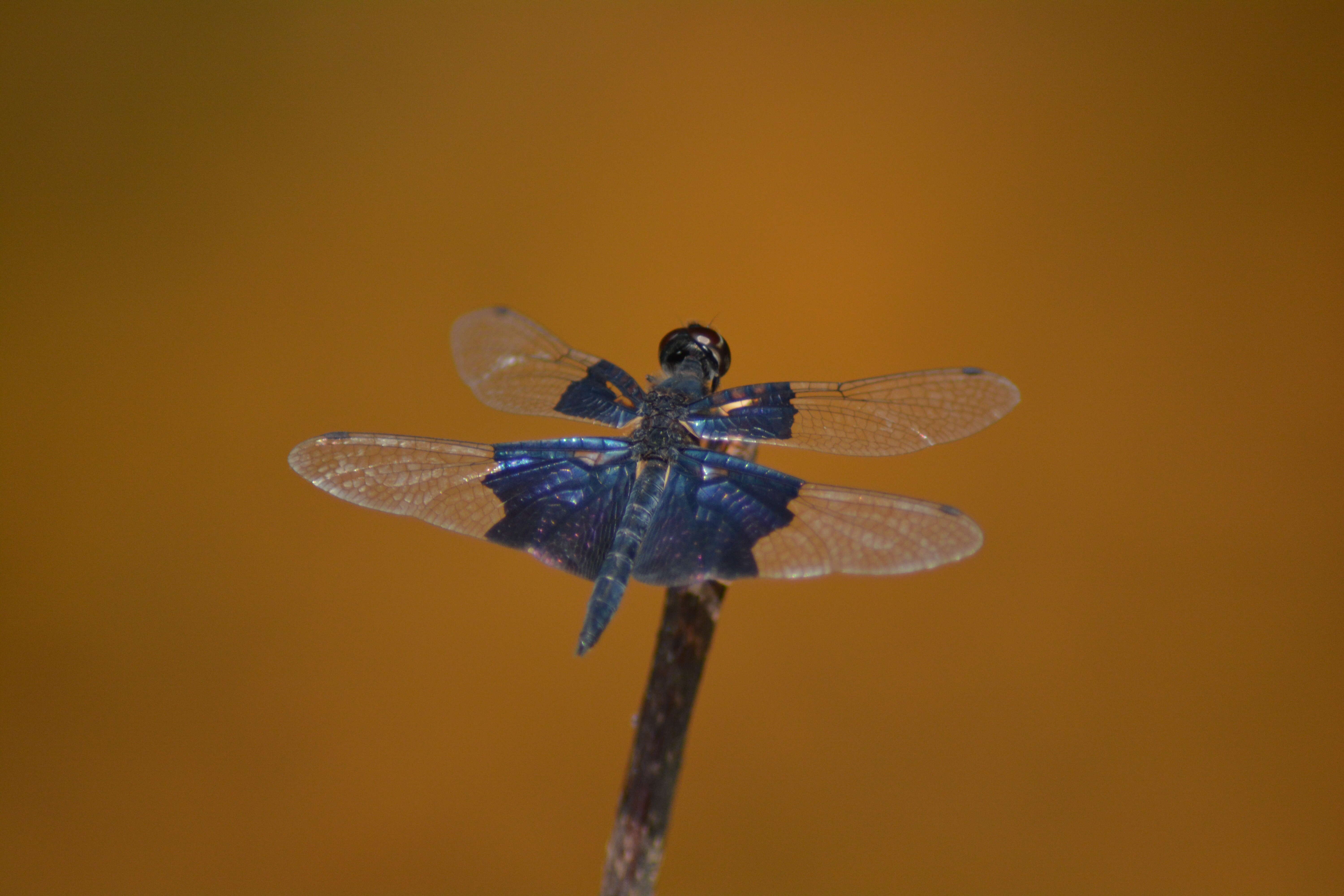 Слика од Rhyothemis triangularis Kirby 1889