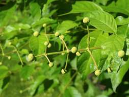 Image of common buttonbush