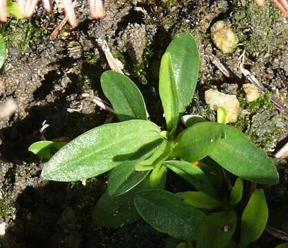 Image of Gentianella praecox