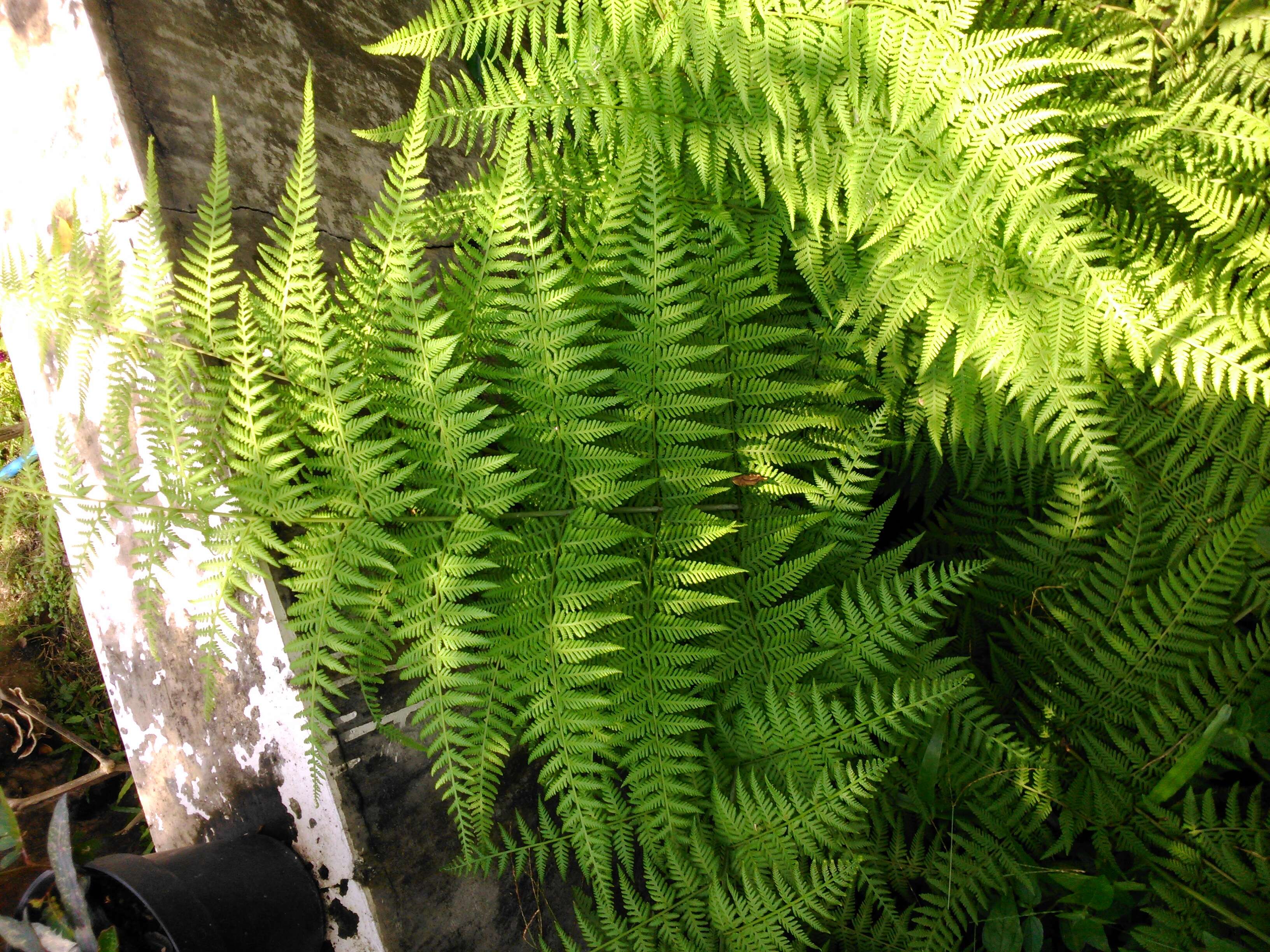 Image of swordfern