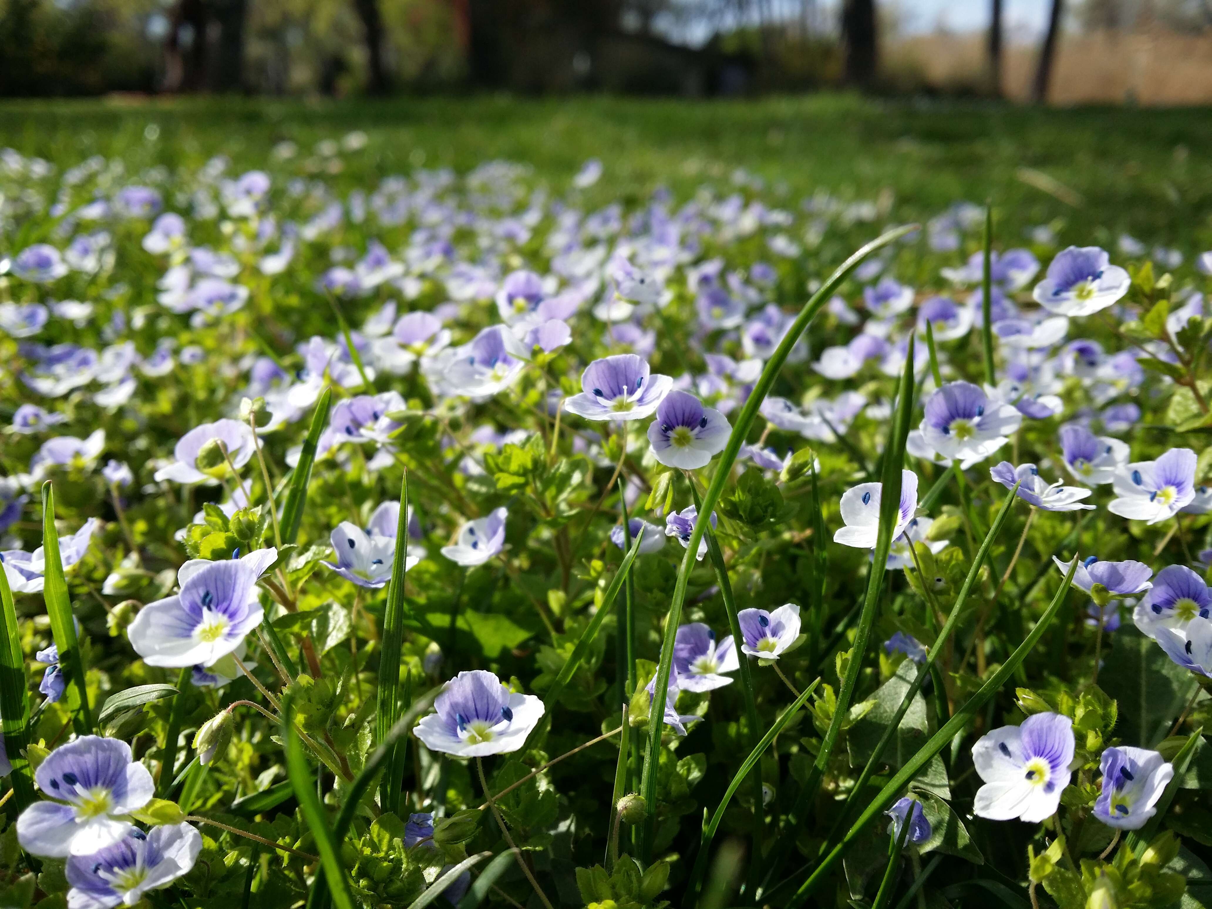 Image of slender speedwell