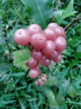 Image of Glycosmis pentaphylla (Retz.) Correa