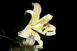 Lilium auratum Lindl. resmi