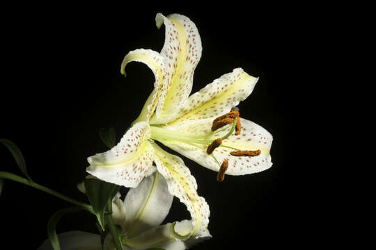 Image de Lilium auratum Lindl.