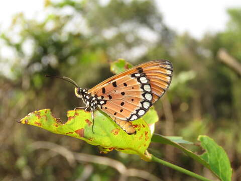 Image of Acraea terpsicore