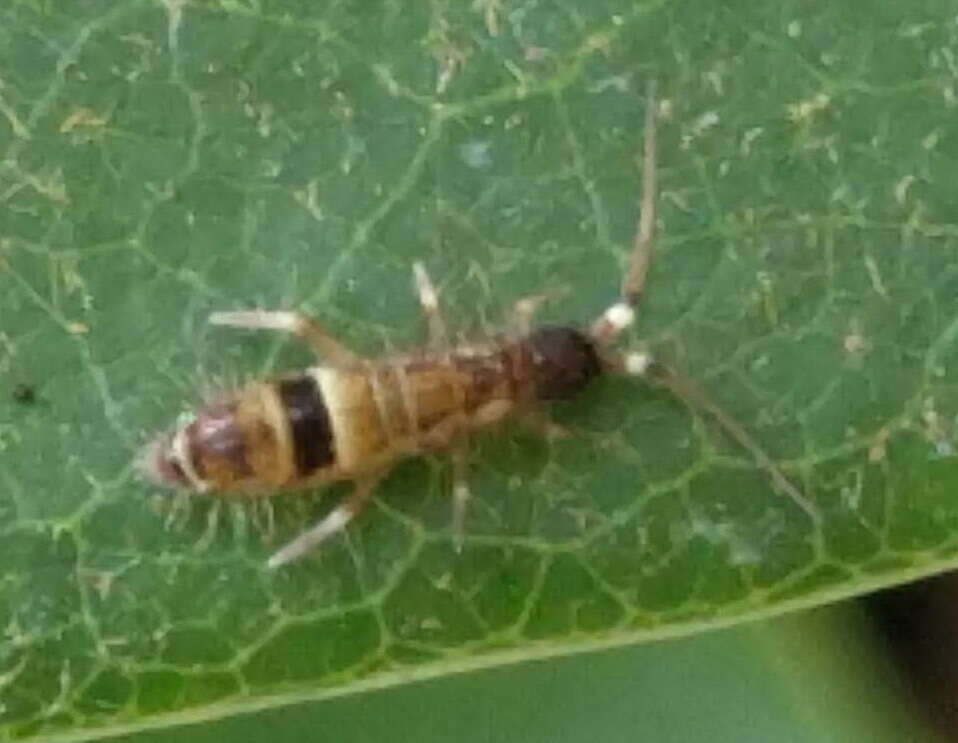 Image of hairy-back girdled springtail