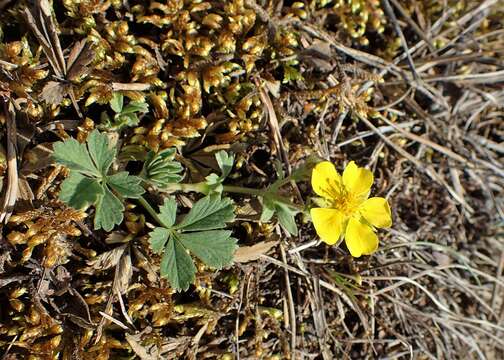 Image of Potentilla incana Gaertn. Mey. & Scherb.