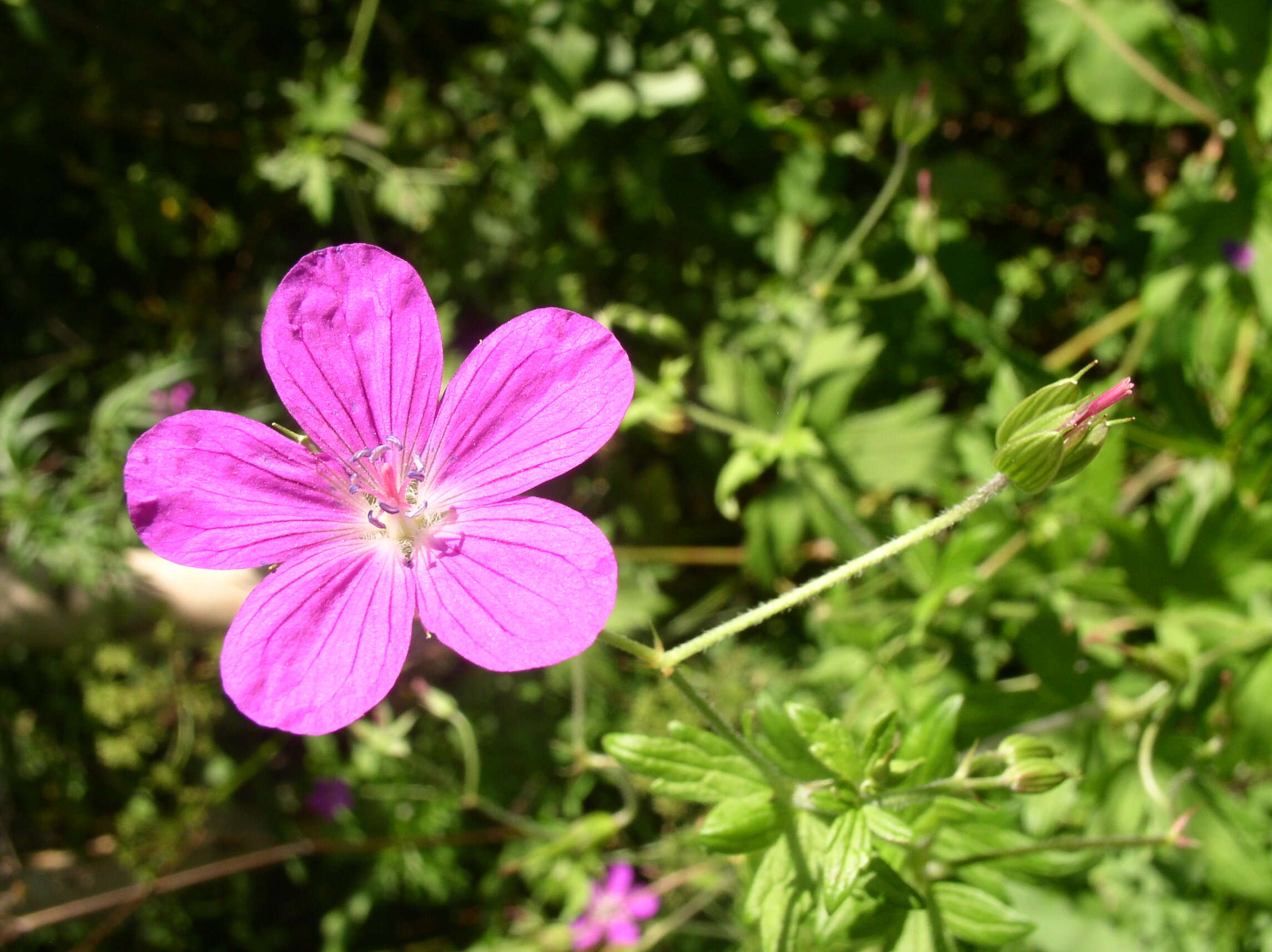 Imagem de Geranium palustre L.