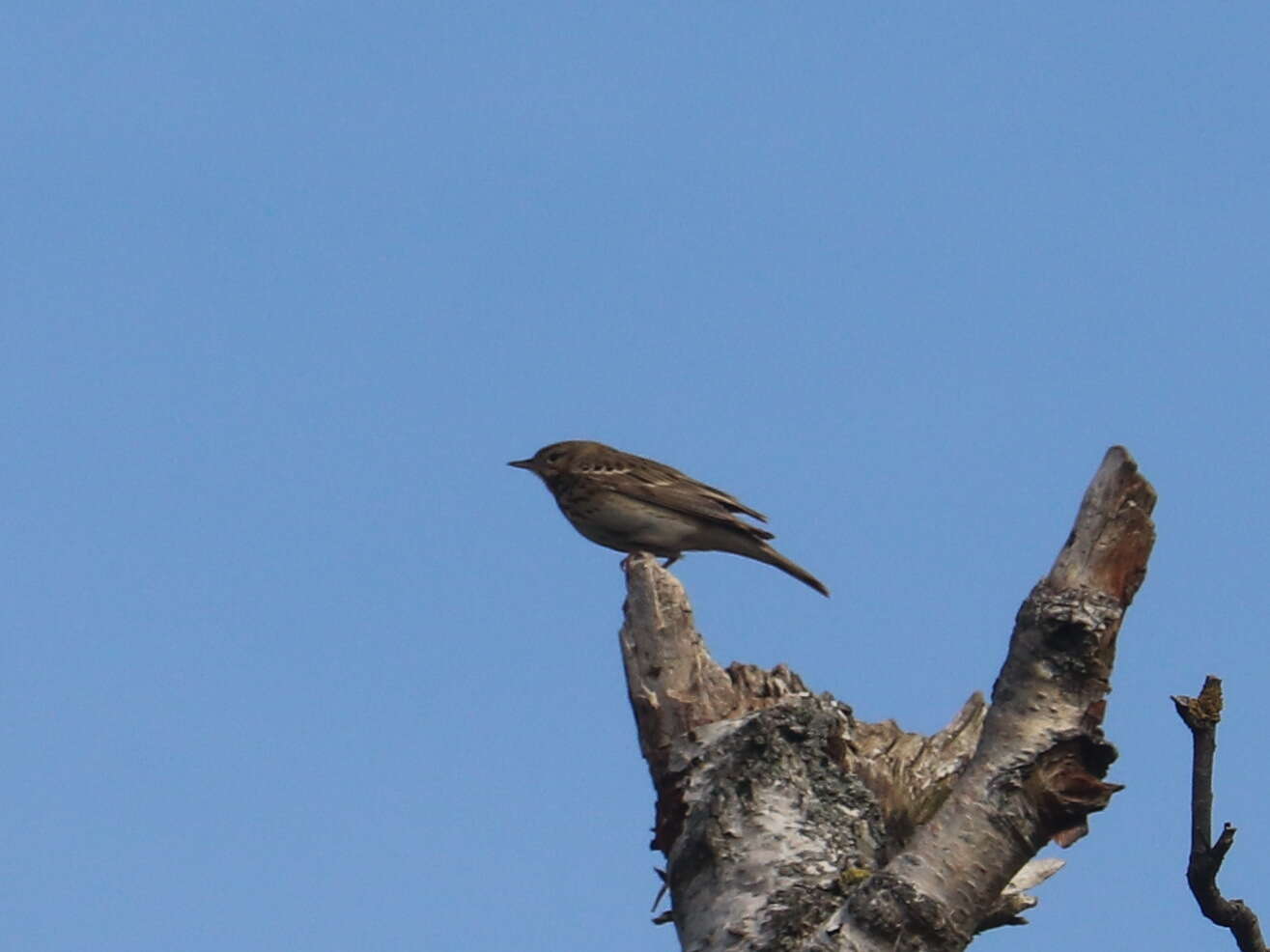 Image of Tree Pipit