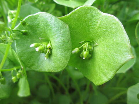 Image of Indian lettuce