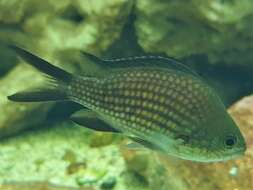 Image of Damsel fish