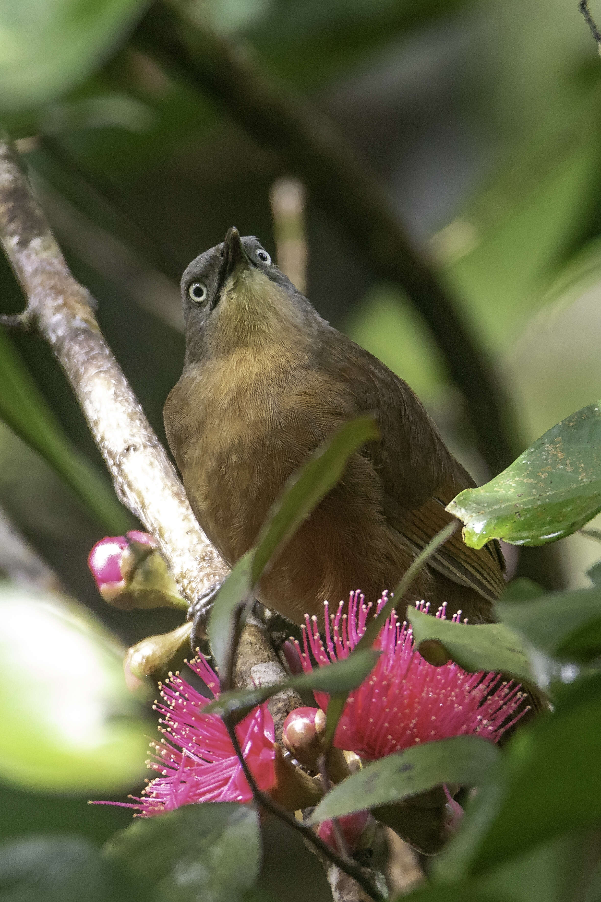 Image of Garrulax cinereifrons