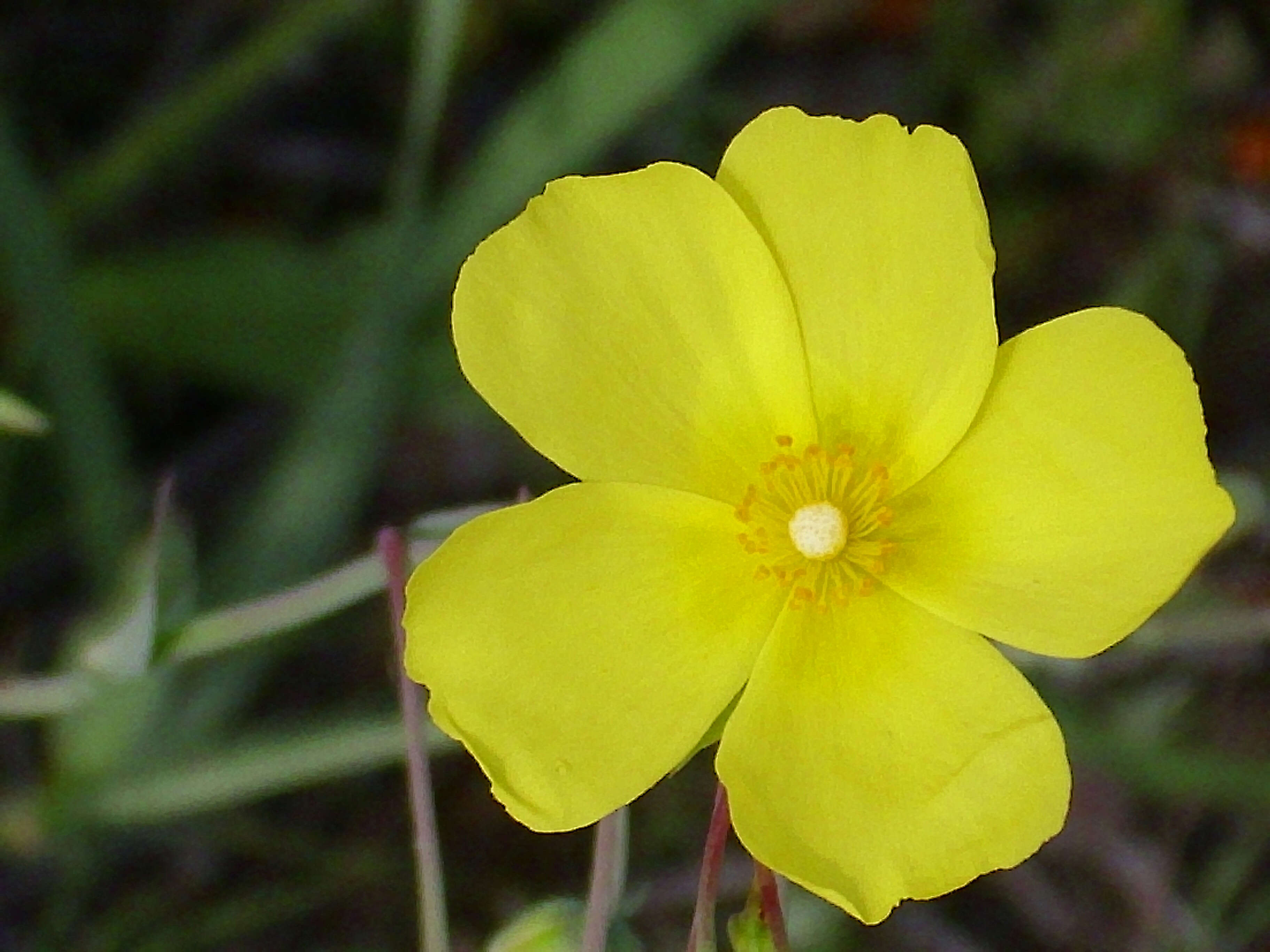 Image of Tuberaria lignosa (Sweet) Samp.