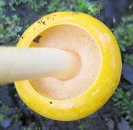 Image of Pulveroboletus curtisii (Berk.) Singer 1947