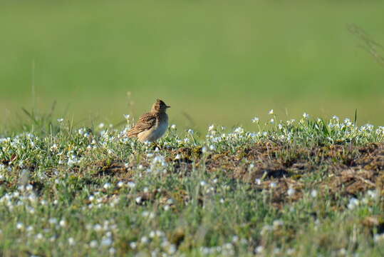 Image of Skylark