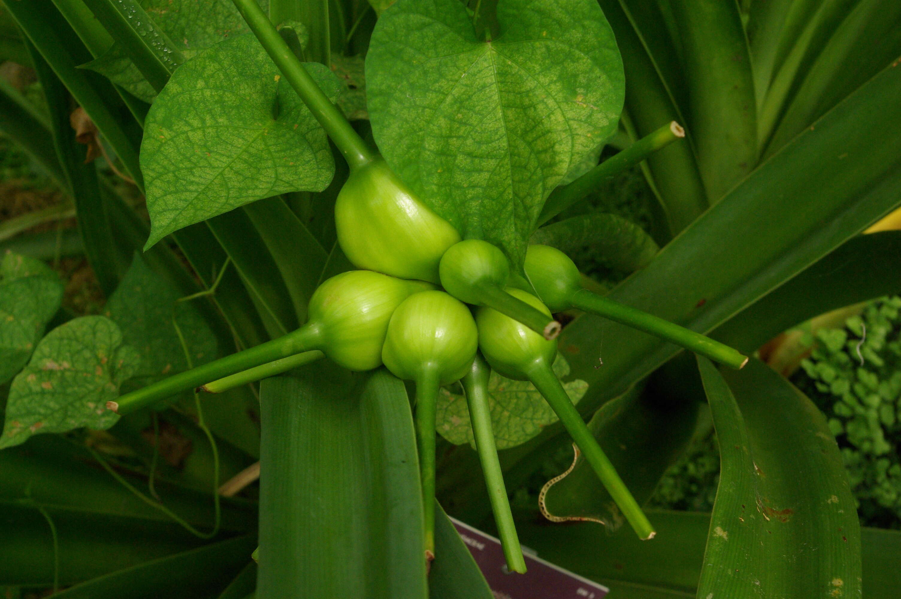 Image of Crinum mauritianum G. Lodd.