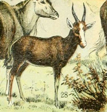 Image of Blesbok