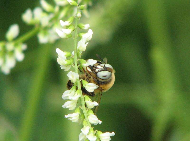 Melitturgina resmi