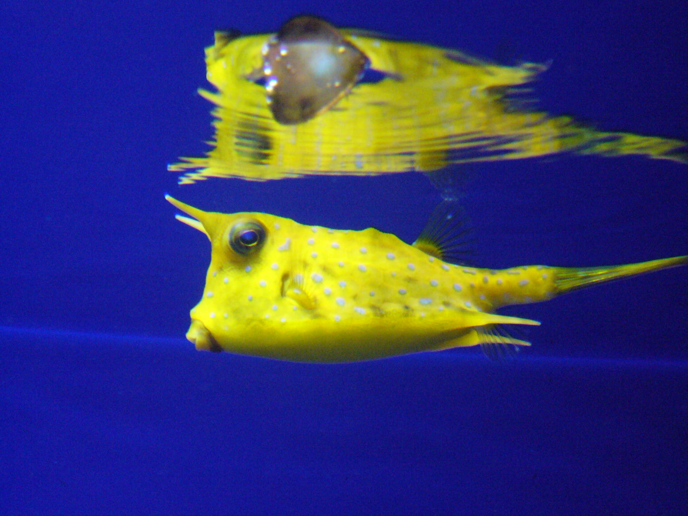 Image of Longhorn cowfish