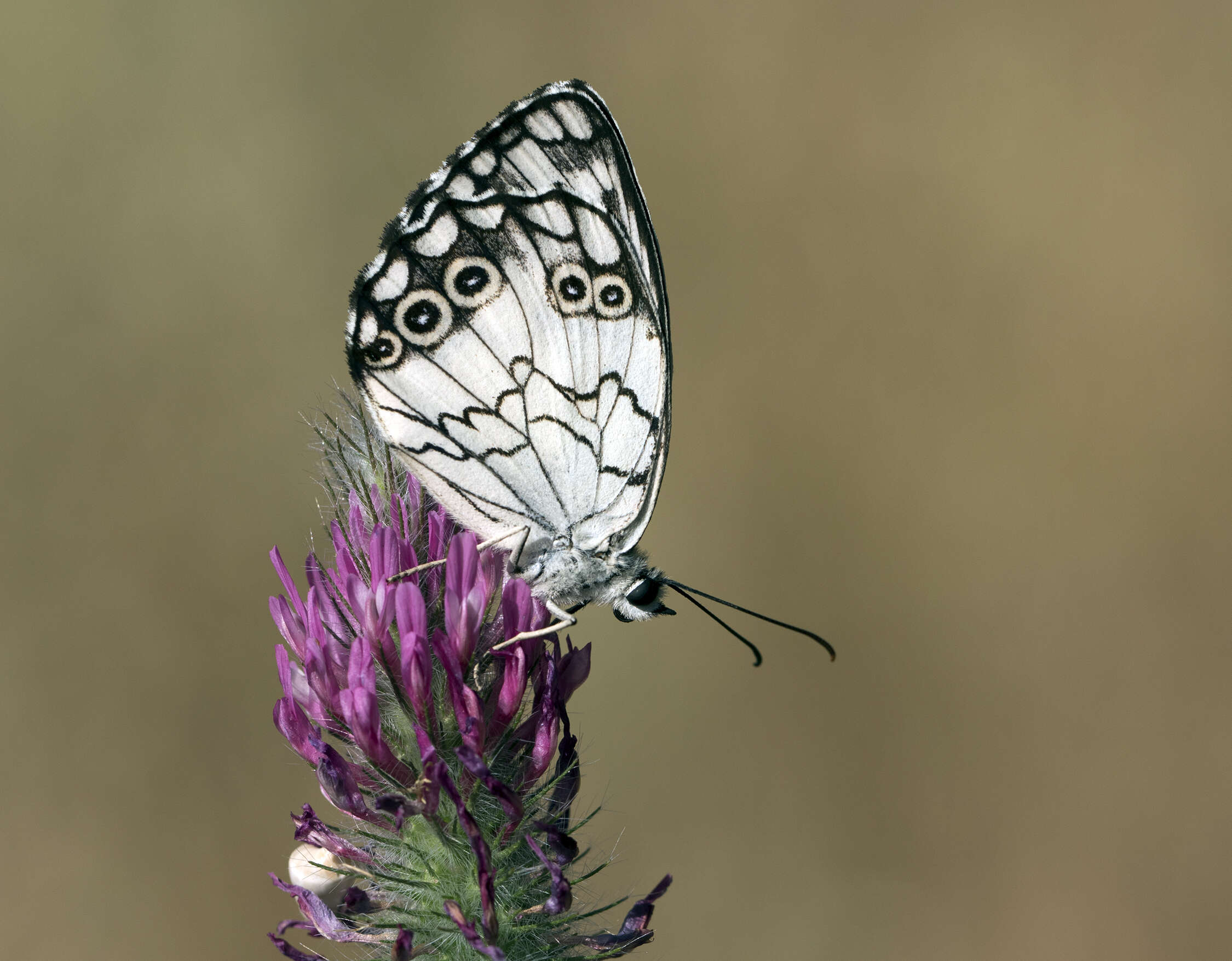 Imagem de Melanargia titea Klug 1832