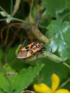 Image of black & red squash bug