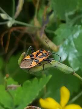 Image of black & red squash bug