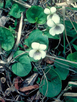 Image of white violet