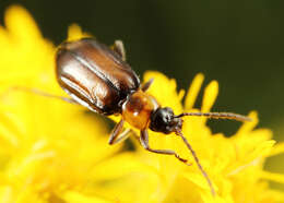 Diabrotica cristata (Harris 1836) resmi