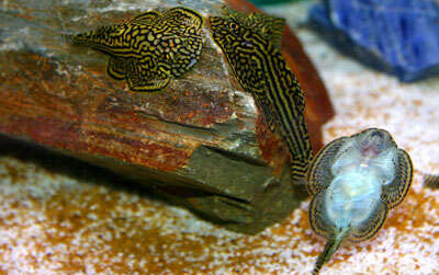 Image of Reticulated hillstream loach