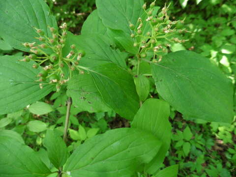 Image of bloodtwig dogwood