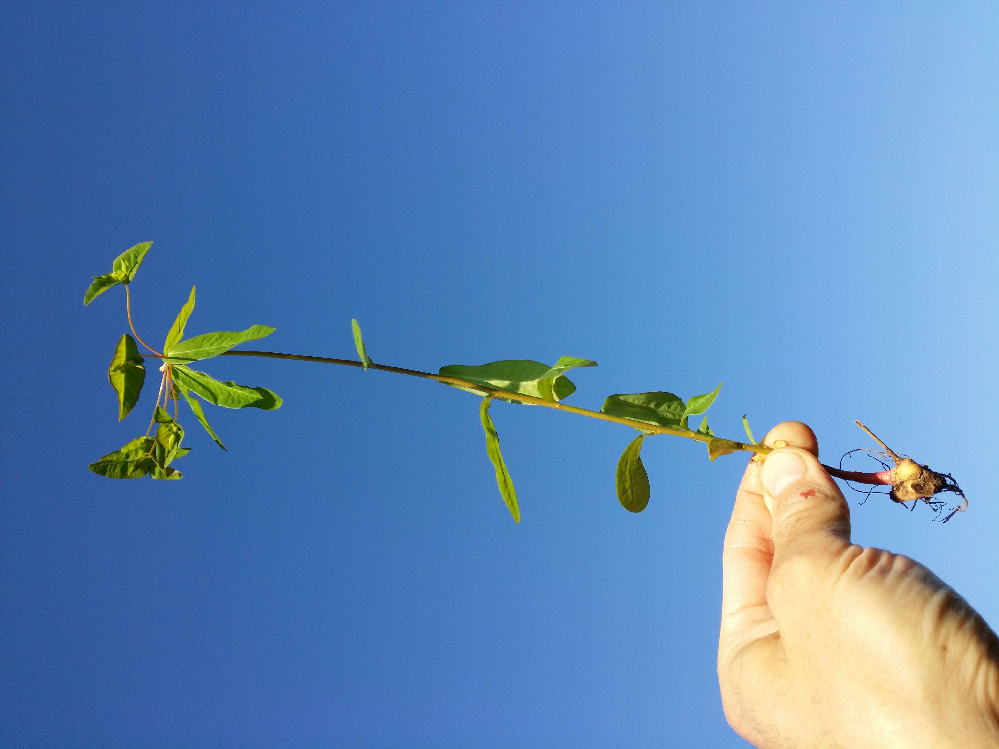 Image of sweet spurge