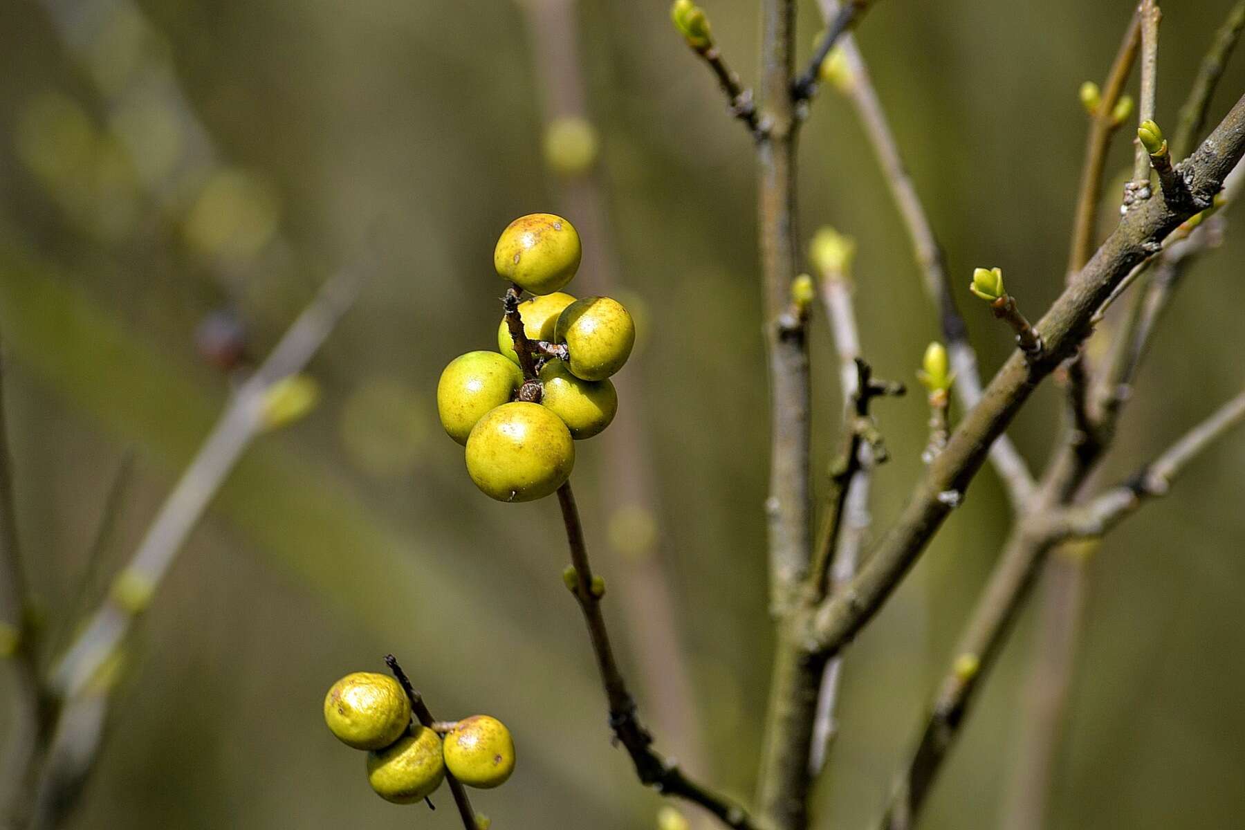 Image of European privet