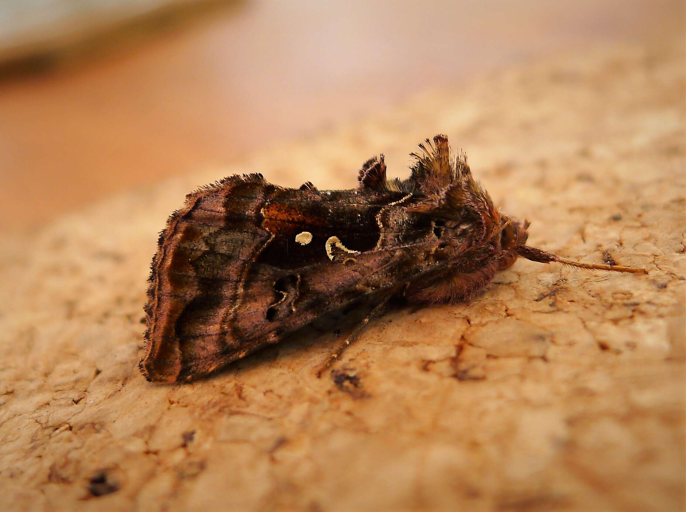 Imagem de Autographa pulchrina Haworth 1802