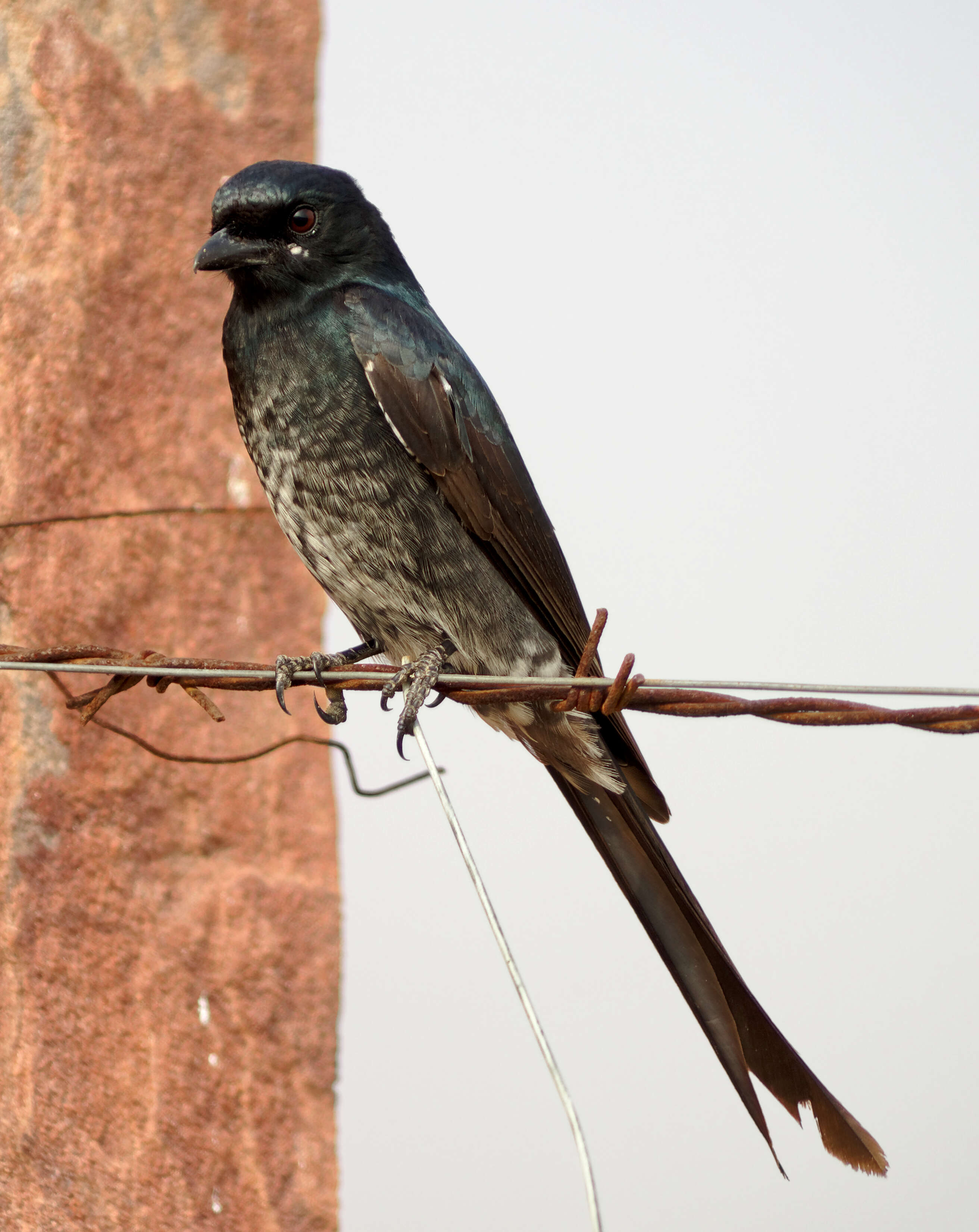 Image of Black Drongo