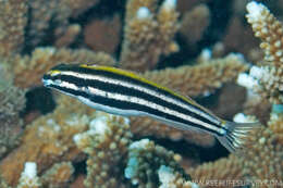 Image of Lined fangblenny