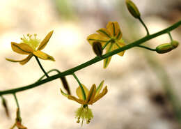 Image of Bulbine alooides (L.) Willd.