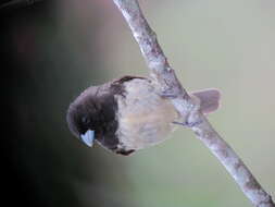 Image of Yellow-bellied Seedeater