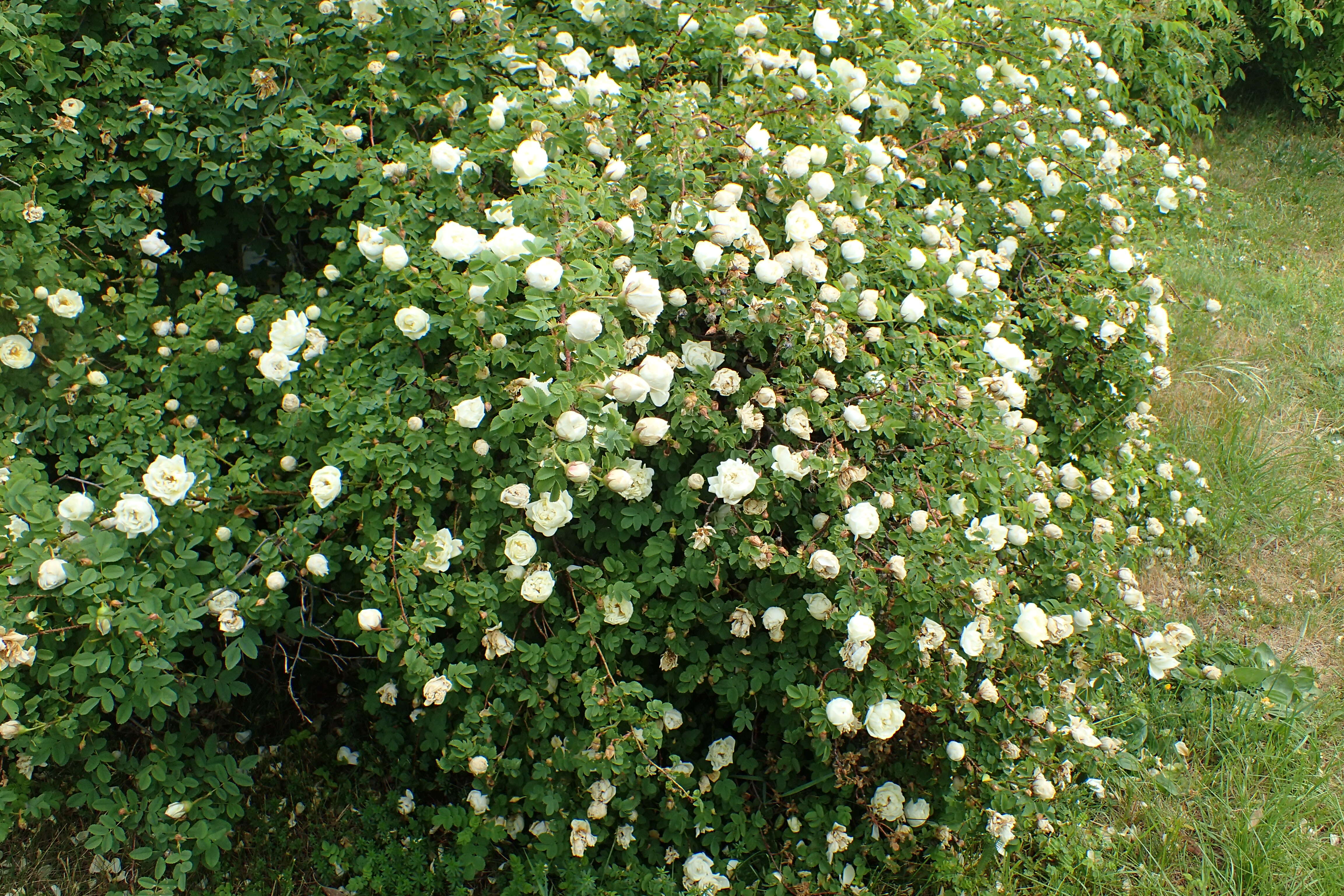 Image of Rosa hemisphaerica J. Herrm.