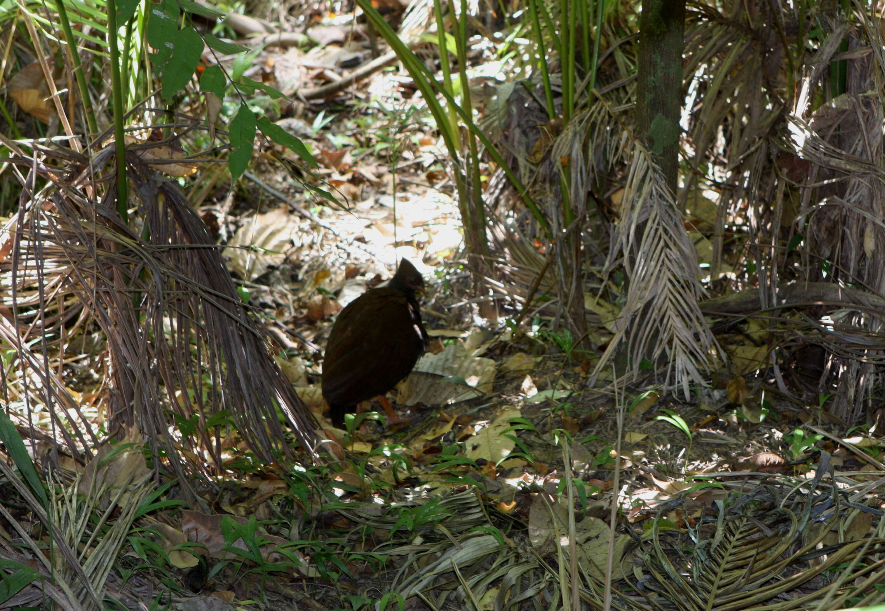 Image of Orange-footed Scrubfowl