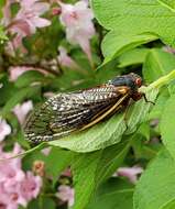 Image of Cicada