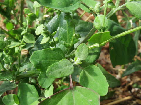 Image de Atriplex sagittata Bkh.